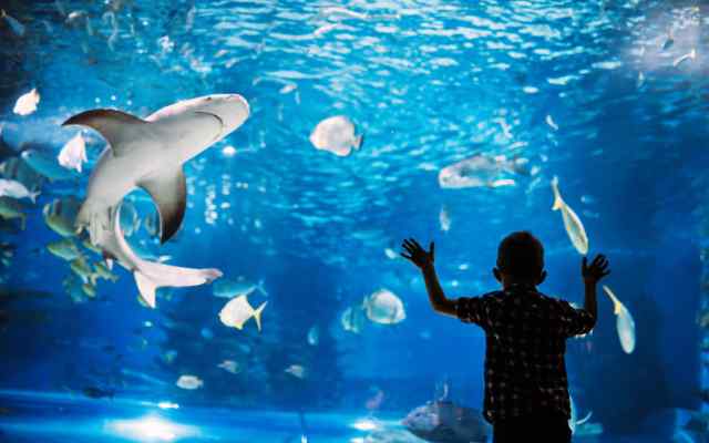 L'aquarium de Touraine